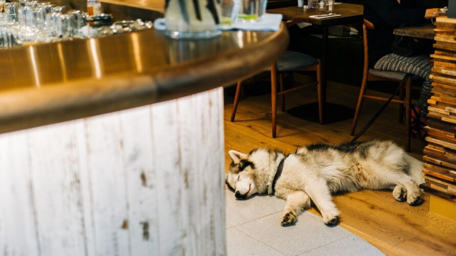 Dog Friendly Places in Torquay